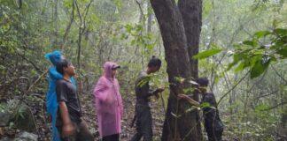 Konservasi Pohon Langka: Langkah Nyata Yang Harus Diperhatikan dan Mulai Dilakukan